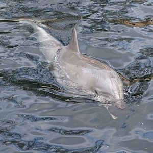 Atlantic bottlenose dolphin (Tursiops truncatus truncatus)