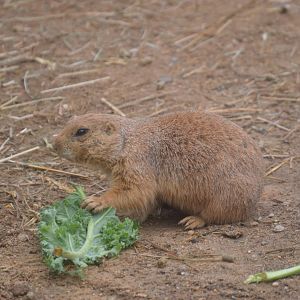Schaefer Plaza - Black-tailed Prairie Dog (Cynomys ludovicianus)