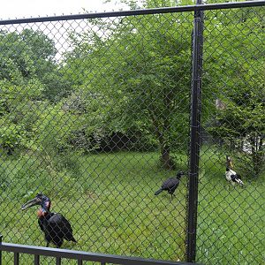 Historic Main Valley - Abyssinian Ground Hornbills (Bucorvus abyssinicus) and Saddle-billed Stork (Ephippiorhynchus senegalensis)