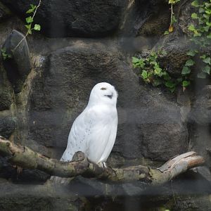 Historic Main Valley - Snowy Owl (Bubo scandiacus)