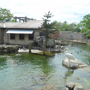 Penguin Coast - Overview