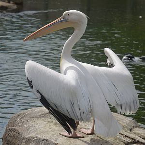 Penguin Coast - Great White Pelican (Pelecanus onocrotalus)