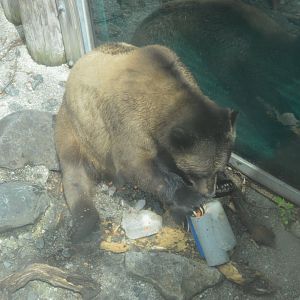 Northern Passage - Grizzly Bear enjoying an ice treat