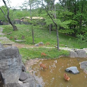 African Journey - Sitatunga and Saddle-billed Stork Exhibit