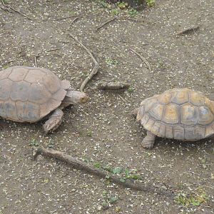 African Journey - African Spurred Tortoise (Centrochelys sulcata)
