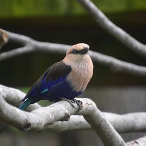 African Journey - Blue-bellied Roller (Coracias cyanogaster)