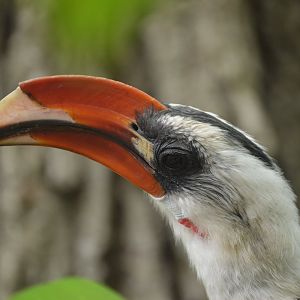 African Journey - Von der Decken's Hornbill (Tockus deckeni)