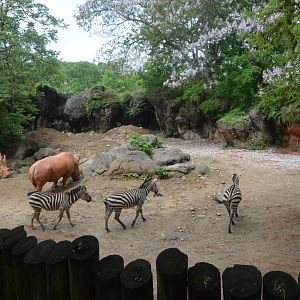 African Journey - Watering Hole Exhibit