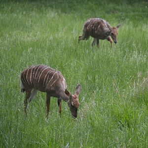 African Journey - Lesser Kudu (Tragelaphus imberbis)