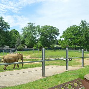 African Journey - African Bush Elephant Exhibit