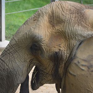 African Journey - African Bush Elephant (Loxodonta africana)