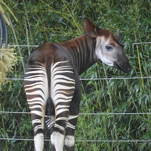 African Journey - Okapi (Okapia johnstoni)