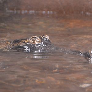 Chimpanzee Forest - West African slender-snouted crocodile (Mecistops cataphractus)