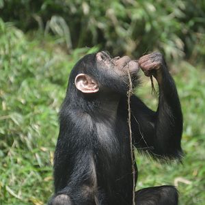 Chimpanzee Forest - Chimpanzee (Pan troglodytes)