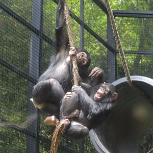 Chimpanzee Forest - Two Chimpanzees playing on a rope
