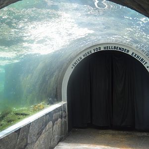 Maryland Wilderness - Underwater Tunnel in the North American River Otter Exhibit
