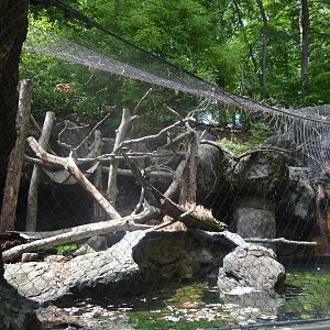 Maryland Wilderness - Bobcat Exhibit
