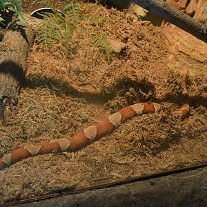 Maryland Wilderness - Eastern Copperhead (Agkistrodon contortrix)