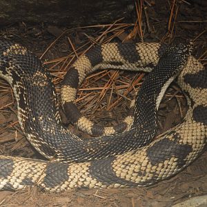 Maryland Wilderness - Northern Pine Snake (Pituophis melanoleucus melanoleucus)