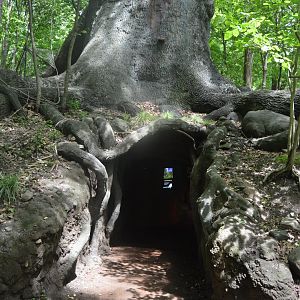 Maryland Wilderness - Living Tree Exhibit