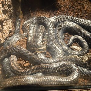 Maryland Wilderness - Eastern Ratsnake (Pantherophis alleghaniensis)