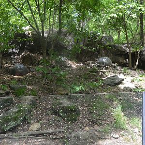 Maryland Wilderness - Eastern Box Turtle Exhibit