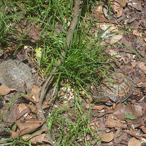 Maryland Wilderness - Eastern Box Turtle (Terrapene carolina carolina)