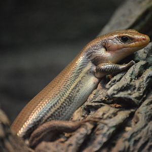Maryland Wilderness - Broad-headed Skink (Plestiodon laticeps)