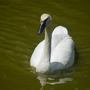 Farmyard - Trumpeter Swan (Cygnus buccinator)