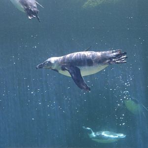 Penguin Coast - African Penguin (Spheniscus demersus)