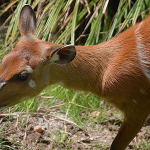 African Journey - Sitatunga (Tragelaphus spekii)