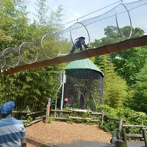 African Journey - Manteld Guereza in the Primate Trail