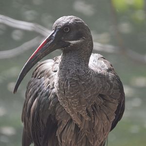 African Journey - Hadada Ibis (Bostrychia hagedash)