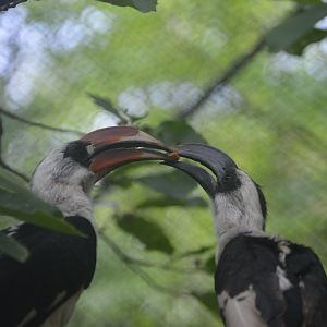 African Journey - Von der Decken's Hornbills (Tockus deckeni)