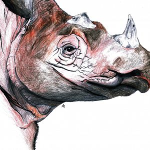 Sumatran Rhinoceros pencil drawing