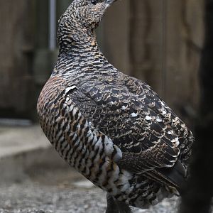 Black-bellied Western Capercaillie - Tetrao urogallus crassirostris