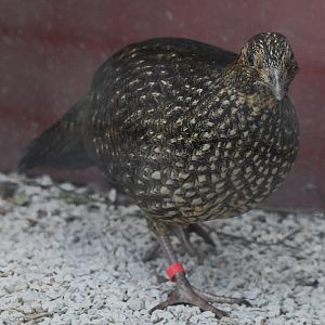 Cabot's Tragopan - Tragopan caboti