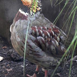 White-necklaced Partridge - Arborophila gingica