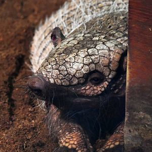 Six-banded Armadillo - Euphractus sexcinctus