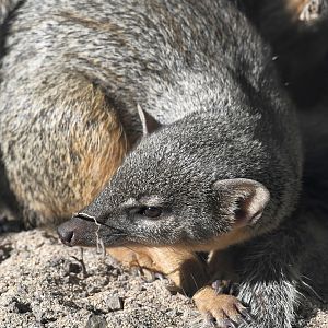 Northern Narrow-striped Boky - Mungotictis decemlineata decemlineata
