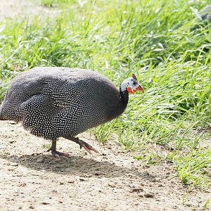 Helmeted Guineafowl