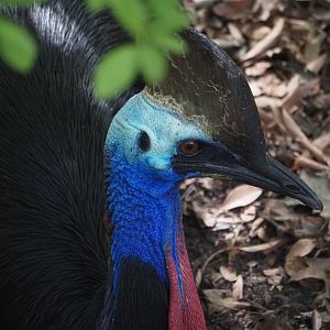 Southern Cassowary