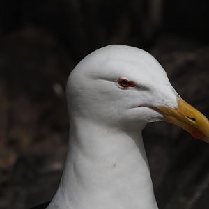 Greater Black-Backed Gull