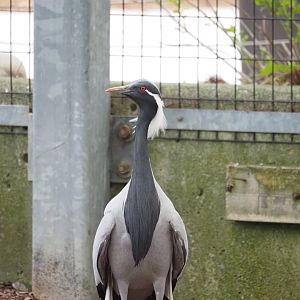 Demoiselle Crane