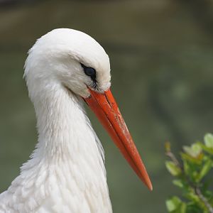 White Stork