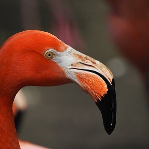 American Flamingo