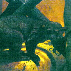 Kinkajou