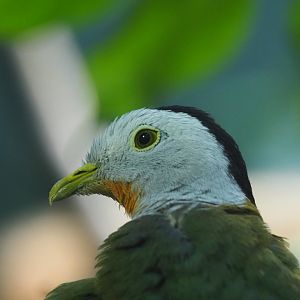 Black-Naped Fruit Dove