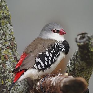 Diamond Firetail