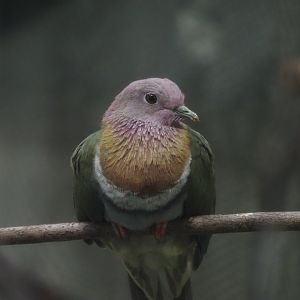 Pink-Necked Fruit Dove